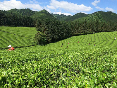 加盟瀟湘茶業要多少錢?全國瀟湘茶業需要75平米店鋪和11.83萬元資金!