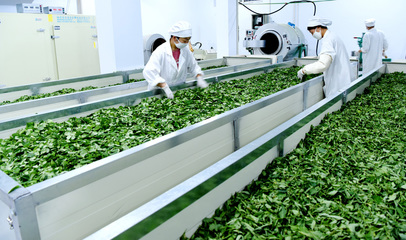 垣曲縣舜鄉茶業公司:打造特色農業和脫貧產業