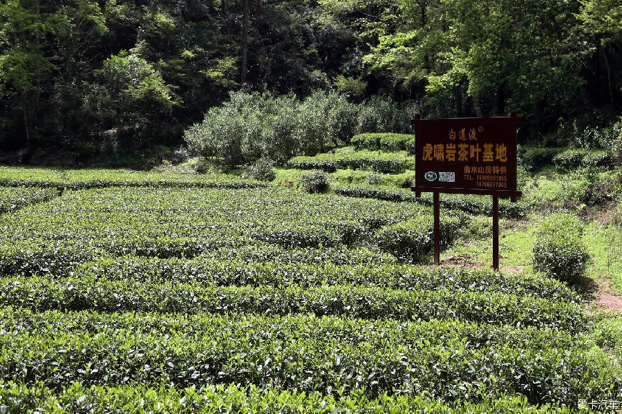 武夷山大紅袍景區之旅_標致3008論壇_XCAR 愛卡汽車俱樂部