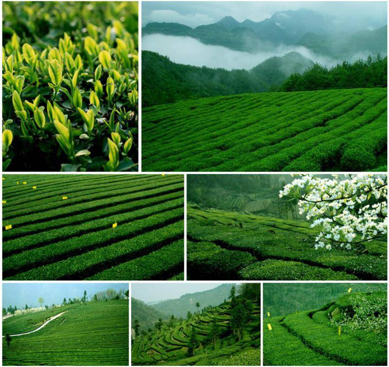 【湖北特產】2013年新茶采花毛尖品韻梅款(貢芽特級)192g