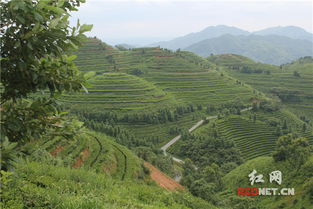 原來是這個園區(qū) 霸占 了湖南人的舌尖