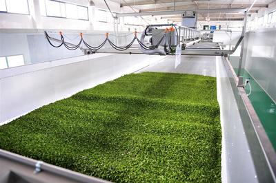 蕭氏茶業榮登中國農企500強榜單，彰顯茶業發展新高度