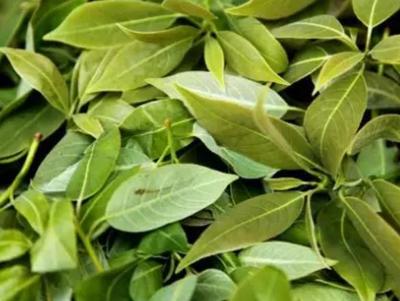 什邡紅白茶 德陽特產，茶香四溢的產地農產品