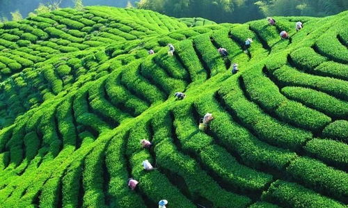 中國(guó)茶業(yè)百?gòu)?qiáng)企業(yè)盤(pán)點(diǎn) 浙江華茗園位列探花，四川文君茶業(yè)展露鋒芒